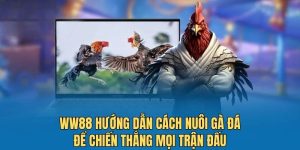 WW88 hướng dẫn cách nuôi gà đá để chiến thắng mọi trận đấu